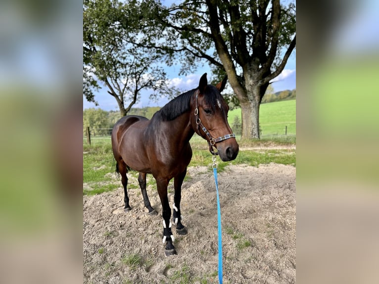 Dänisches Warmblut Stute 14 Jahre 166 cm Brauner in D&#xFC;sseldorf