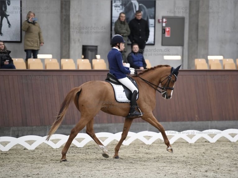 Dänisches Warmblut Stute 14 Jahre 166 cm Fuchs in Odense