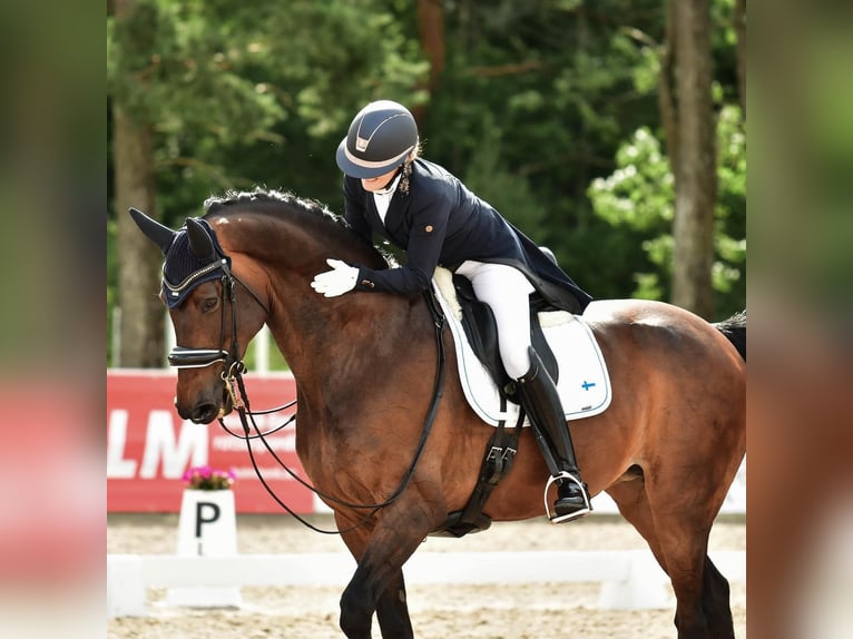 Dänisches Warmblut Stute 14 Jahre 170 cm in Vaasa