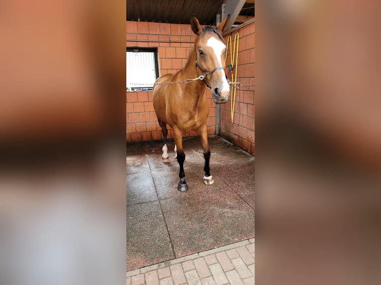 Dänisches Warmblut Stute 14 Jahre 173 cm Brauner in Steinbergkirche