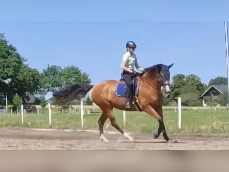 Dänisches Warmblut Stute 14 Jahre 173 cm Brauner in Steinbergkirche