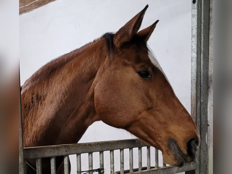 Dänisches Warmblut Stute 14 Jahre 173 cm Brauner in Steinbergkirche