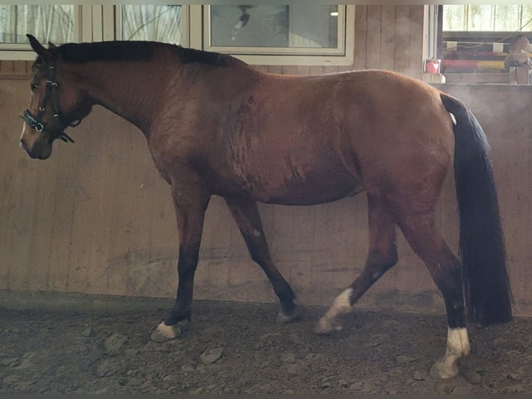 Dänisches Warmblut Stute 14 Jahre 173 cm Brauner in Steinbergkirche