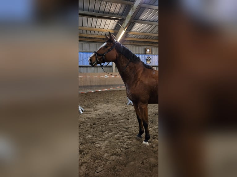 Dänisches Warmblut Stute 14 Jahre 173 cm Brauner in Steinbergkirche