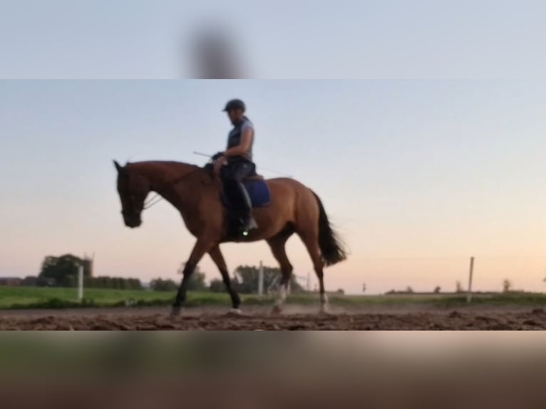 Dänisches Warmblut Stute 14 Jahre 173 cm Brauner in Steinbergkirche