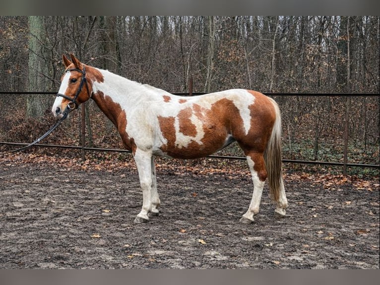 Dänisches Warmblut Stute 15 Jahre 162 cm in Otrebusy