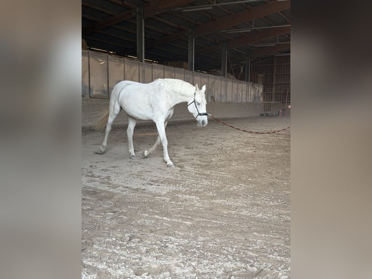 Dänisches Warmblut Mix Stute 15 Jahre 164 cm Apfelschimmel in Mannheim