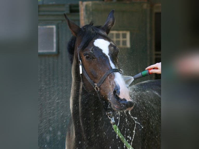 Dänisches Warmblut Stute 15 Jahre 167 cm Dunkelbrauner in H&#xFC;nxe