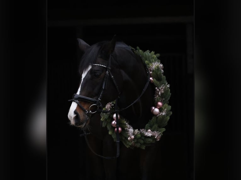 Dänisches Warmblut Stute 15 Jahre 167 cm Dunkelbrauner in H&#xFC;nxe
