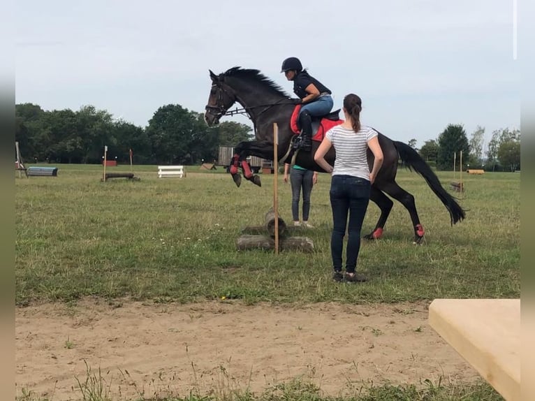 Dänisches Warmblut Stute 15 Jahre 167 cm Dunkelbrauner in H&#xFC;nxe