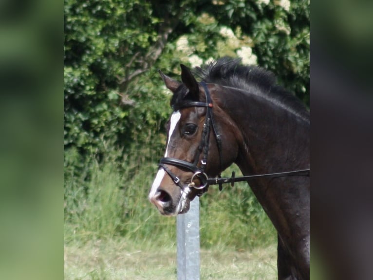 Dänisches Warmblut Stute 15 Jahre 167 cm Dunkelbrauner in H&#xFC;nxe
