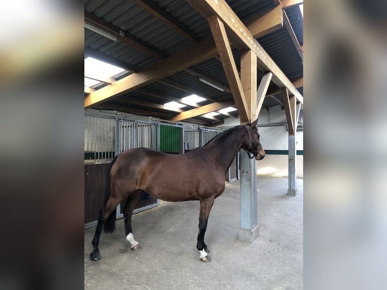 Dänisches Warmblut Stute 15 Jahre 168 cm Brauner in Dallgow-Döberitz