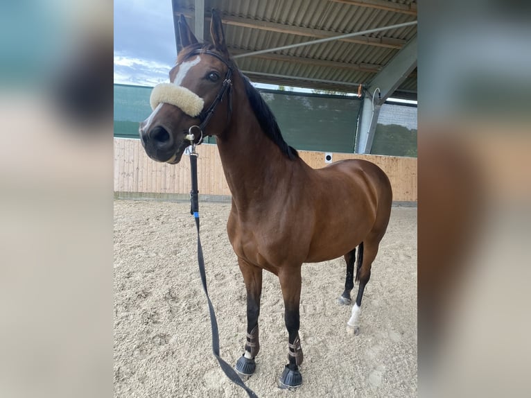 Dänisches Warmblut Stute 15 Jahre 168 cm Brauner in Dallgow-Döberitz