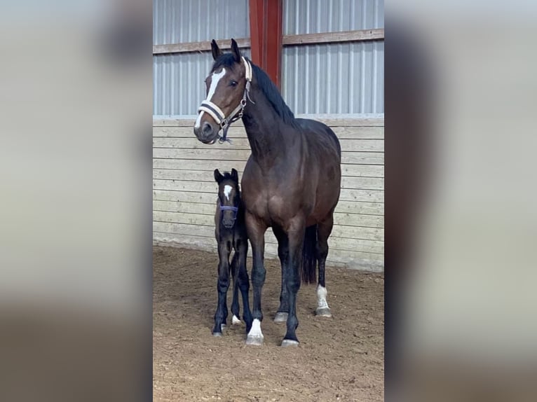 Dänisches Warmblut Stute 15 Jahre 168 cm Brauner in Dallgow-Döberitz