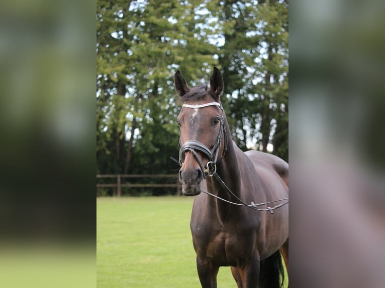 Dänisches Warmblut Stute 15 Jahre 169 cm Brauner in Solr&#xF8;d Strand