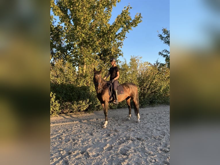 Dänisches Warmblut Stute 15 Jahre 169 cm Brauner in Solr&#xF8;d Strand