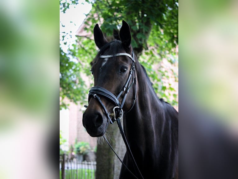 Dänisches Warmblut Stute 15 Jahre 169 cm Brauner in Solr&#xF8;d Strand
