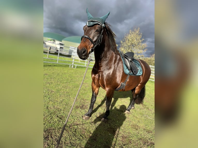 Dänisches Warmblut Mix Stute 16 Jahre 153 cm Dunkelbrauner in Silberstedt