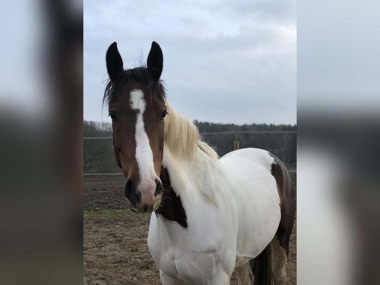 Dänisches Warmblut Mix Stute 16 Jahre 155 cm Schecke in Schwentinental