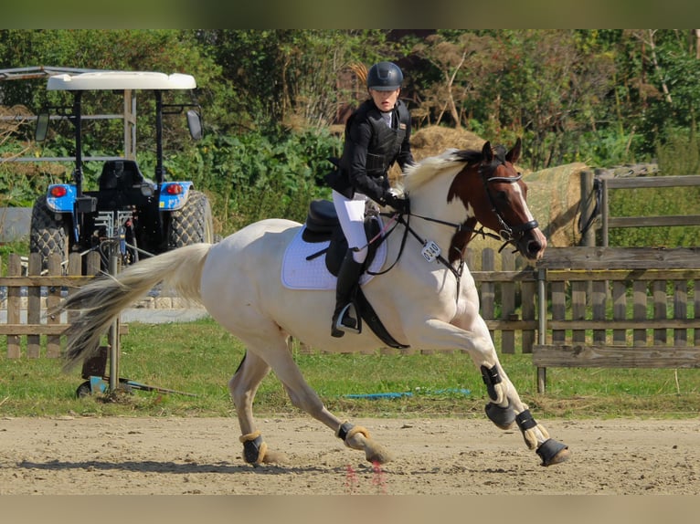 Dänisches Warmblut Mix Stute 16 Jahre 155 cm Schecke in Schwentinental