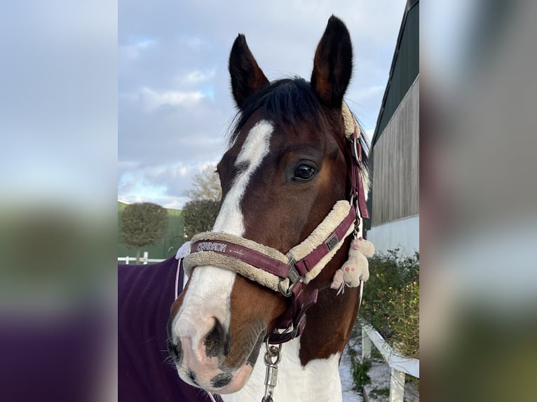 Dänisches Warmblut Mix Stute 16 Jahre 155 cm Schecke in Schwentinental