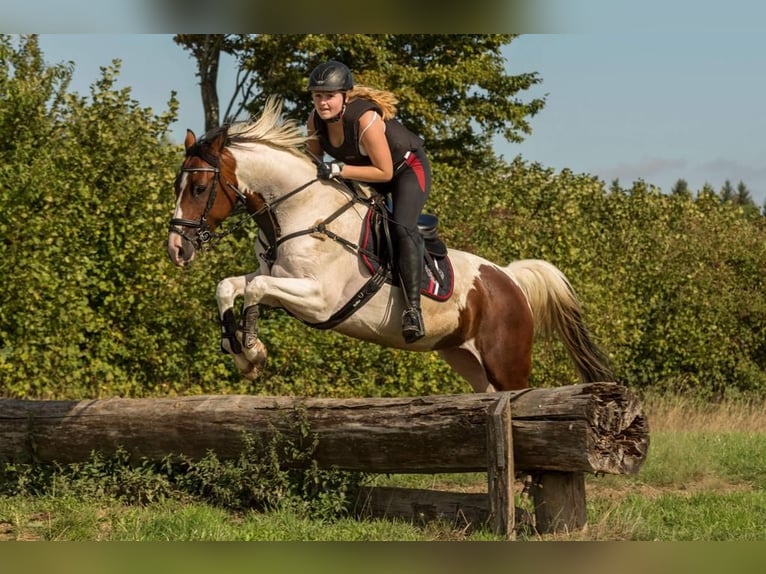 Dänisches Warmblut Mix Stute 16 Jahre 155 cm Schecke in Schwentinental
