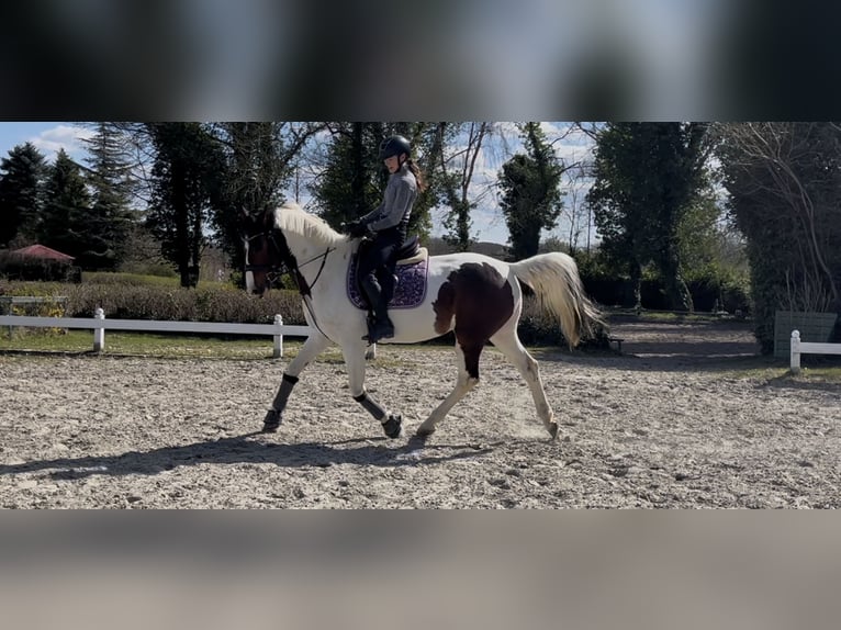 Dänisches Warmblut Mix Stute 16 Jahre 155 cm Schecke in Schwentinental