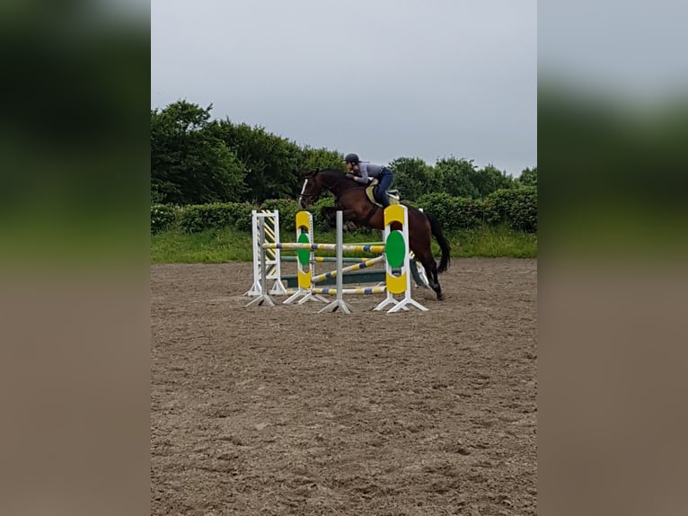 Dänisches Warmblut Stute 16 Jahre 174 cm Dunkelbrauner in Risum-Lindholm