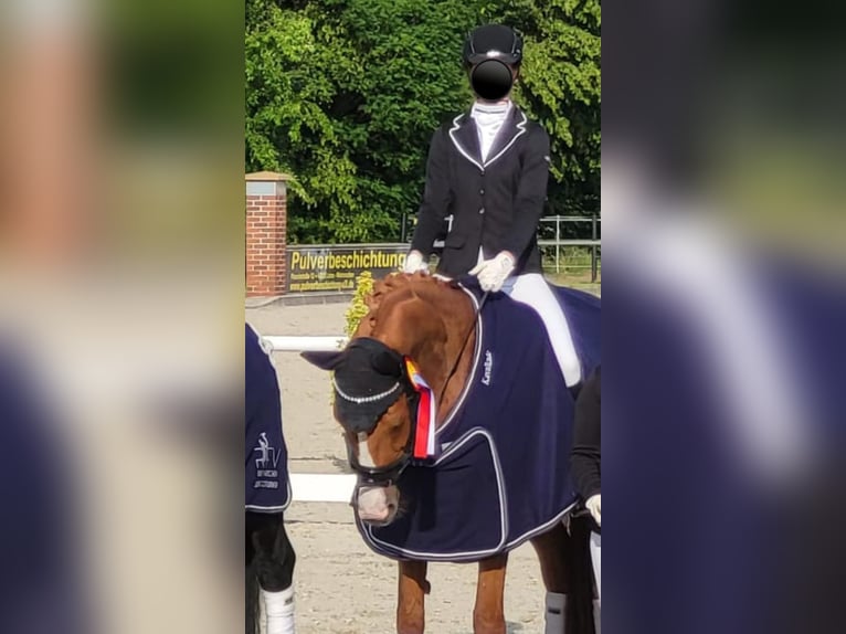 Dänisches Warmblut Stute 17 Jahre 165 cm Fuchs in Hoogstede