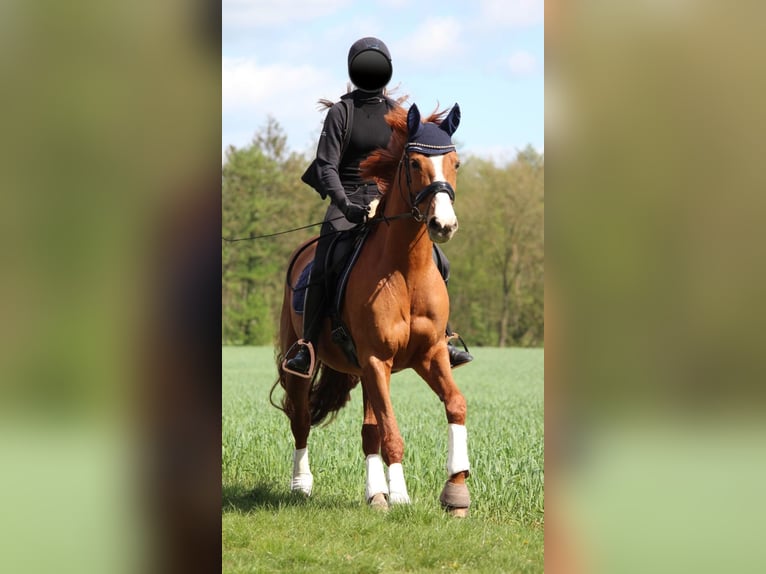 Dänisches Warmblut Stute 17 Jahre 165 cm Fuchs in Hoogstede