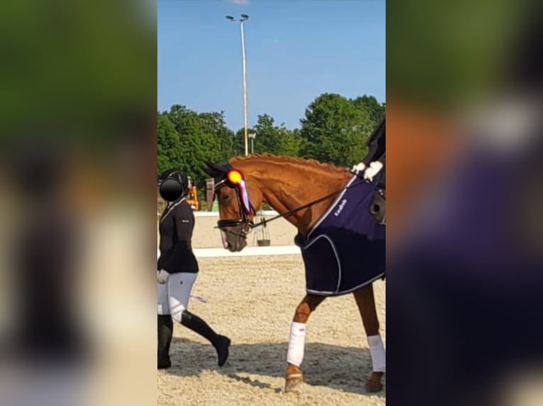 Dänisches Warmblut Stute 17 Jahre 165 cm Fuchs in Hoogstede