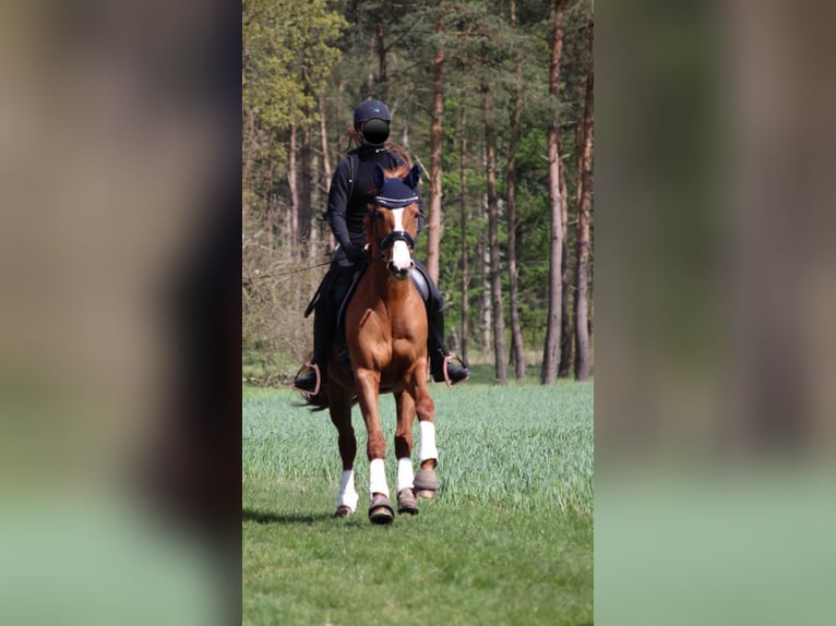 Dänisches Warmblut Stute 17 Jahre 165 cm Fuchs in Hoogstede