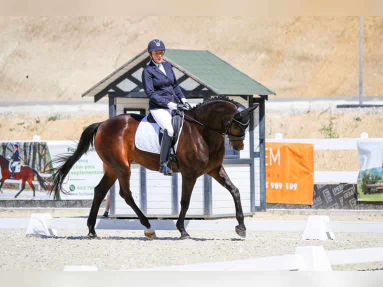 Dänisches Warmblut Stute 17 Jahre 172 cm Dunkelbrauner in Kamieniec Wrocławski