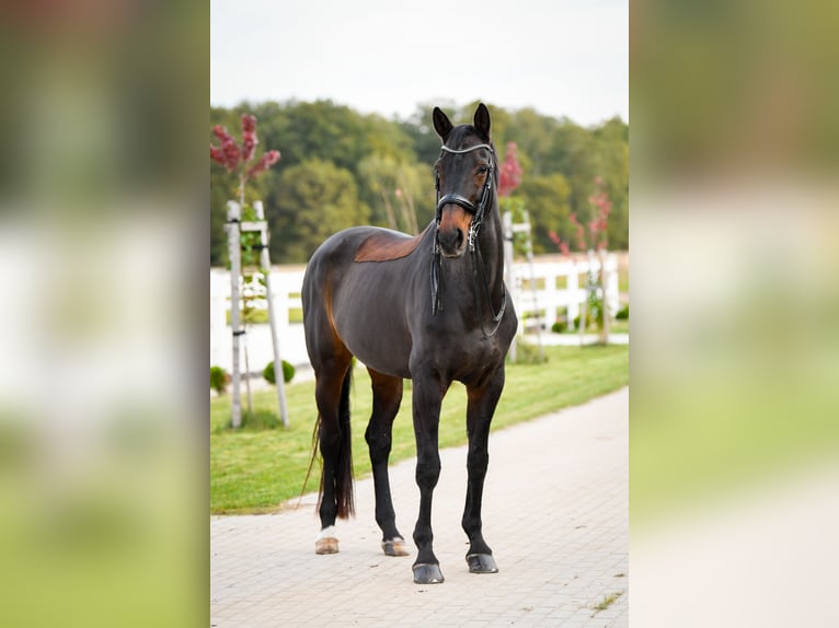 Dänisches Warmblut Stute 17 Jahre 172 cm Dunkelbrauner in Kamieniec Wrocławski