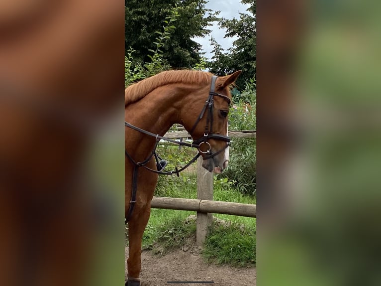 Dänisches Warmblut Stute 18 Jahre 162 cm Fuchs in Hamburg