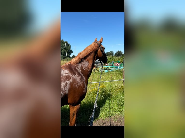 Dänisches Warmblut Stute 18 Jahre 162 cm Fuchs in Hamburg