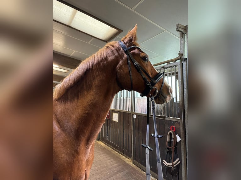 Dänisches Warmblut Stute 18 Jahre 162 cm Fuchs in Hamburg