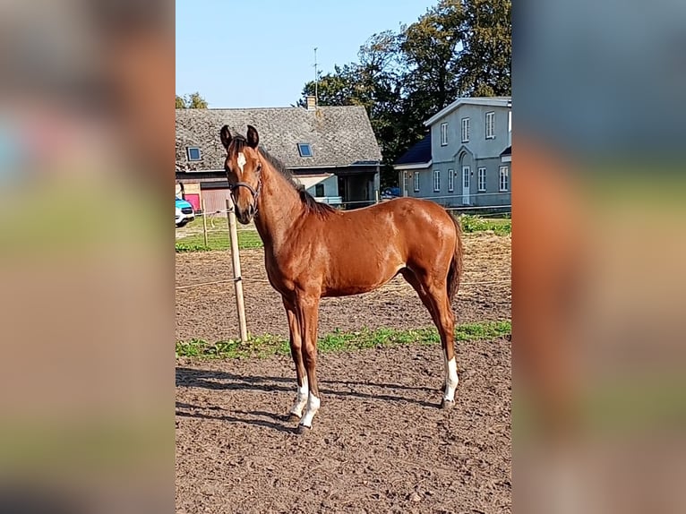 Dänisches Warmblut Stute 1 Jahr 168 cm Brauner in Søndersø