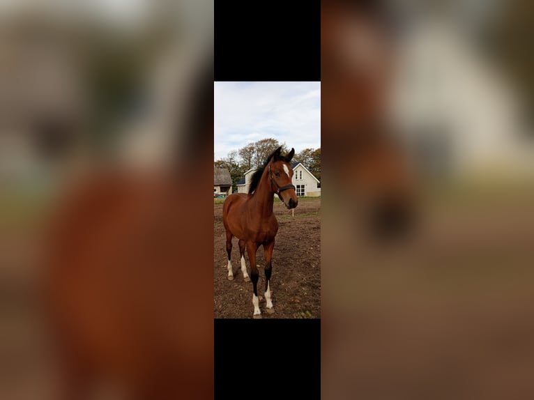 Dänisches Warmblut Stute 1 Jahr 168 cm Brauner in Søndersø