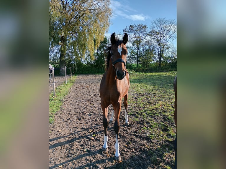 Dänisches Warmblut Stute 1 Jahr 168 cm Brauner in Søndersø