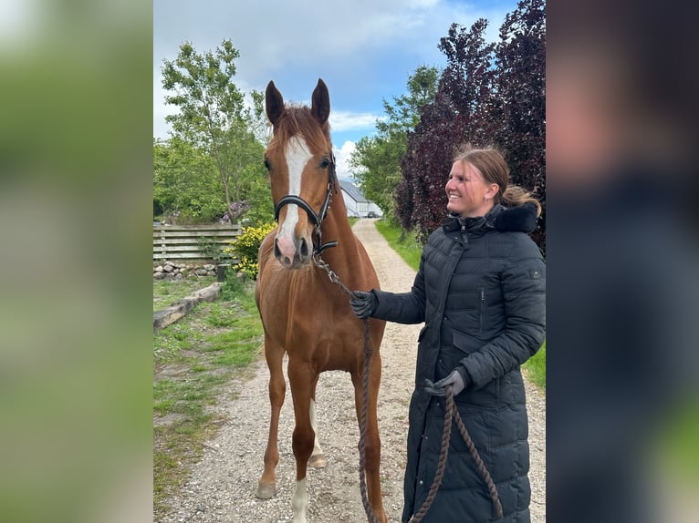 Dänisches Warmblut Stute 1 Jahr 168 cm Red Dun in Br&#xE6;dstrup