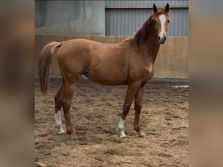 Dänisches Warmblut Stute 1 Jahr 168 cm Red Dun in Br&#xE6;dstrup