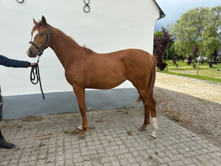 Dänisches Warmblut Stute 1 Jahr 168 cm Red Dun in Br&#xE6;dstrup