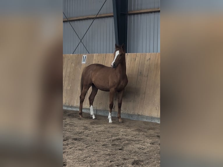 Dänisches Warmblut Stute 1 Jahr 168 cm Red Dun in Br&#xE6;dstrup