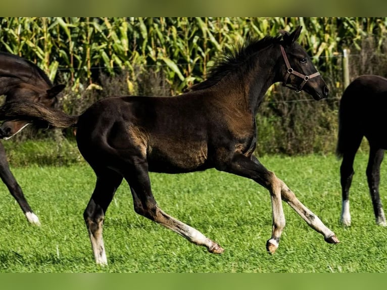 Dänisches Warmblut Stute 1 Jahr 170 cm Dunkelbrauner in Gedsted