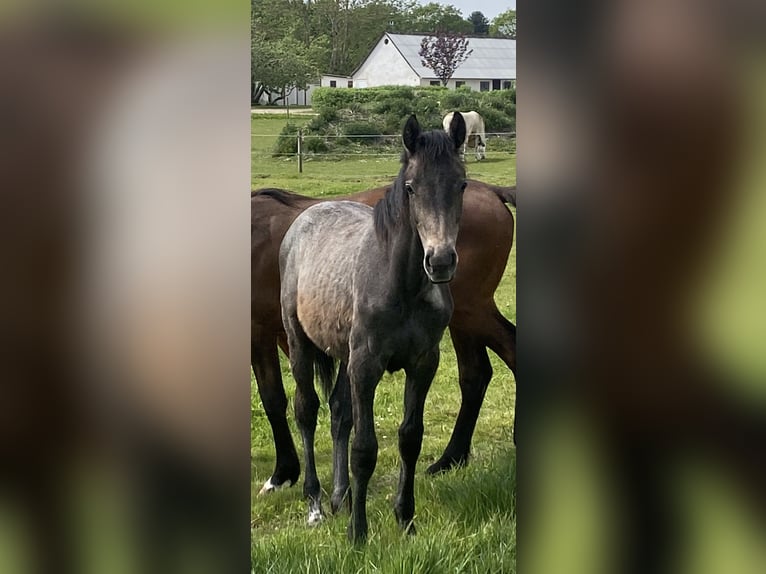 Dänisches Warmblut Stute 1 Jahr Schimmel in Bredebro