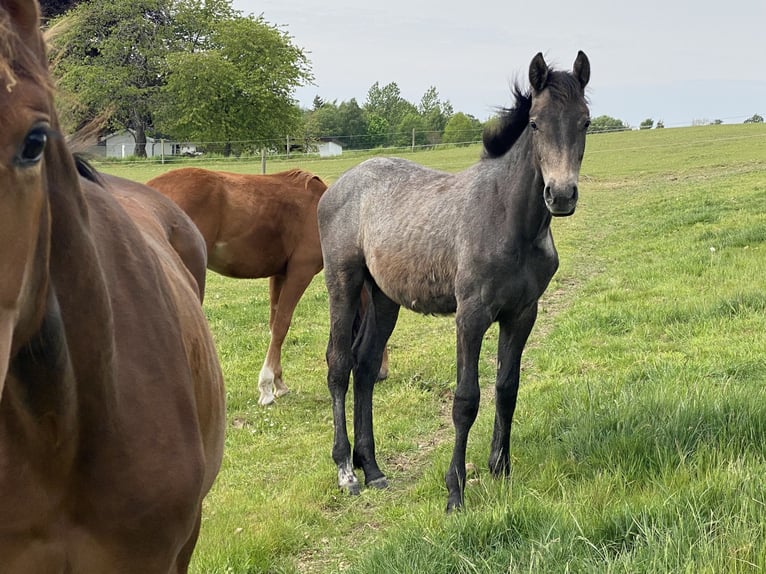 Dänisches Warmblut Stute 1 Jahr Schimmel in Bredebro