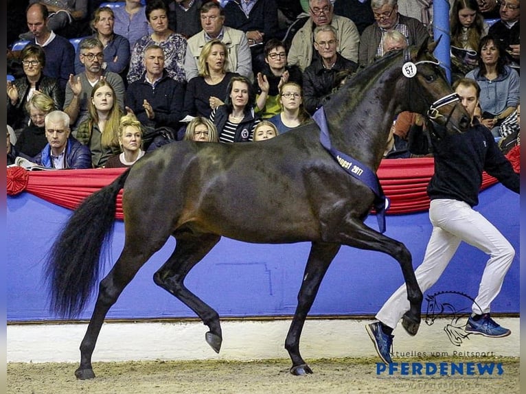 Dänisches Warmblut Stute 2 Jahre 167 cm Rappe in Aabenraa