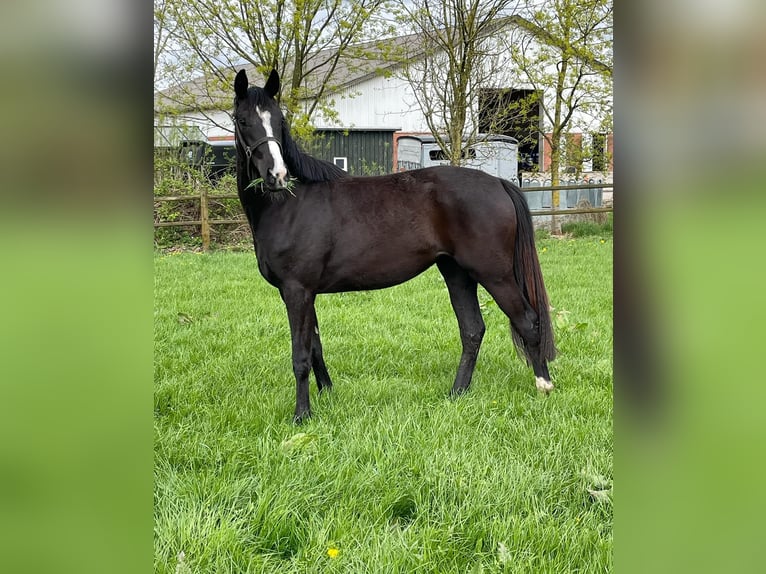 Dänisches Warmblut Stute 2 Jahre 167 cm Rappe in Aabenraa