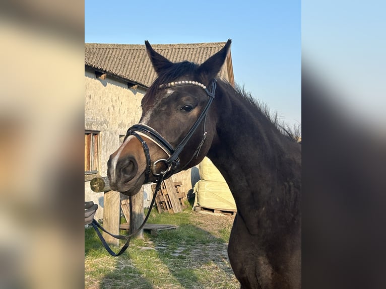 Dänisches Warmblut Stute 2 Jahre 170 cm Brauner in Haslev